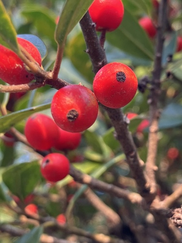 Ilex attenuata