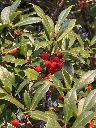 Ilex × attenuata, photograph 2