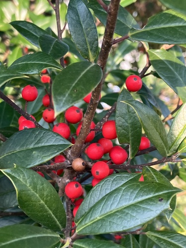 Ilex × attenuata, photograph 3