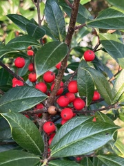 Ilex × attenuata, photograph (c) Cedar Wood, some rights reserved (CC BY)