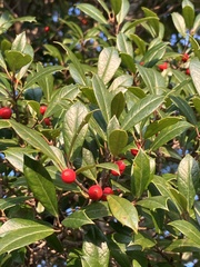 Ilex × attenuata, photograph (c) Cedar Wood, some rights reserved (CC BY)