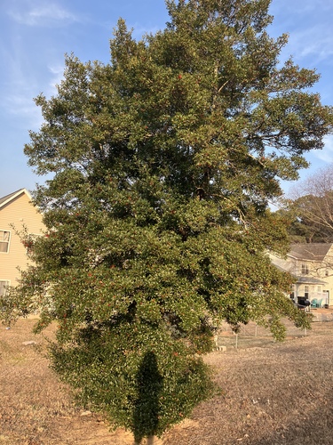 Ilex × attenuata, photograph 5