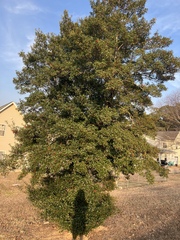 Ilex × attenuata, photograph (c) Cedar Wood, some rights reserved (CC BY)
