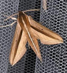 Theretra silhetensis