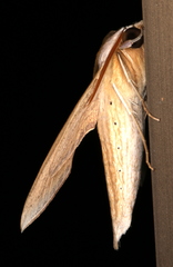 Theretra silhetensis