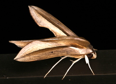 Theretra silhetensis