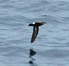 Hydrobates pelagicus