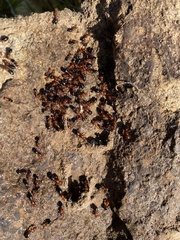 Camponotus bakeri