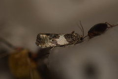 Pseudosciaphila duplex