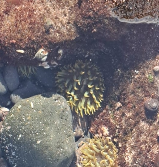 Aiptasia couchii