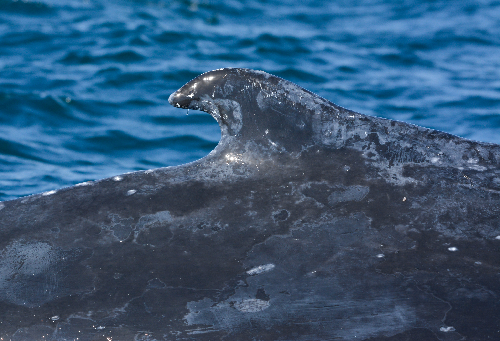 Megaptera novaeangliae