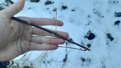 Acer negundo violaceum