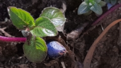 Coccocypselum hispidulum