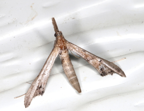 Tineodes
