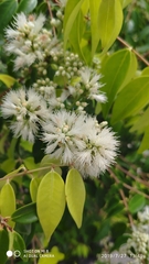 Syzygium zeylanicum
