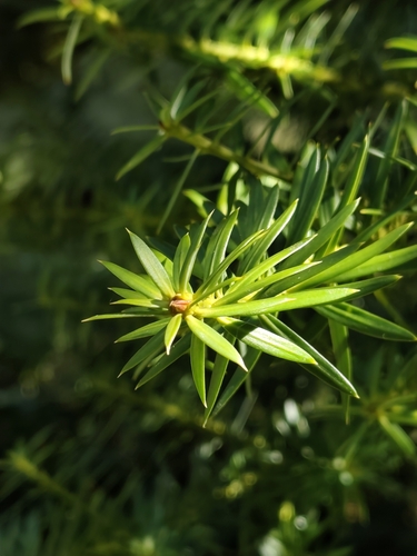Podocarpus nubigenus, photograph 2