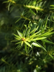 Podocarpus nubigenus, photograph (c) Daniel Nuñez Michea, some rights reserved (CC BY)