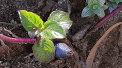 Coccocypselum hispidulum