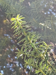 Podocarpus nubigenus, photograph (c) Daniel Nuñez Michea, some rights reserved (CC BY)