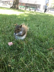 Sciurus carolinensis