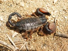 Pandinurus exitialis