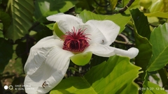 Dillenia philippinensis