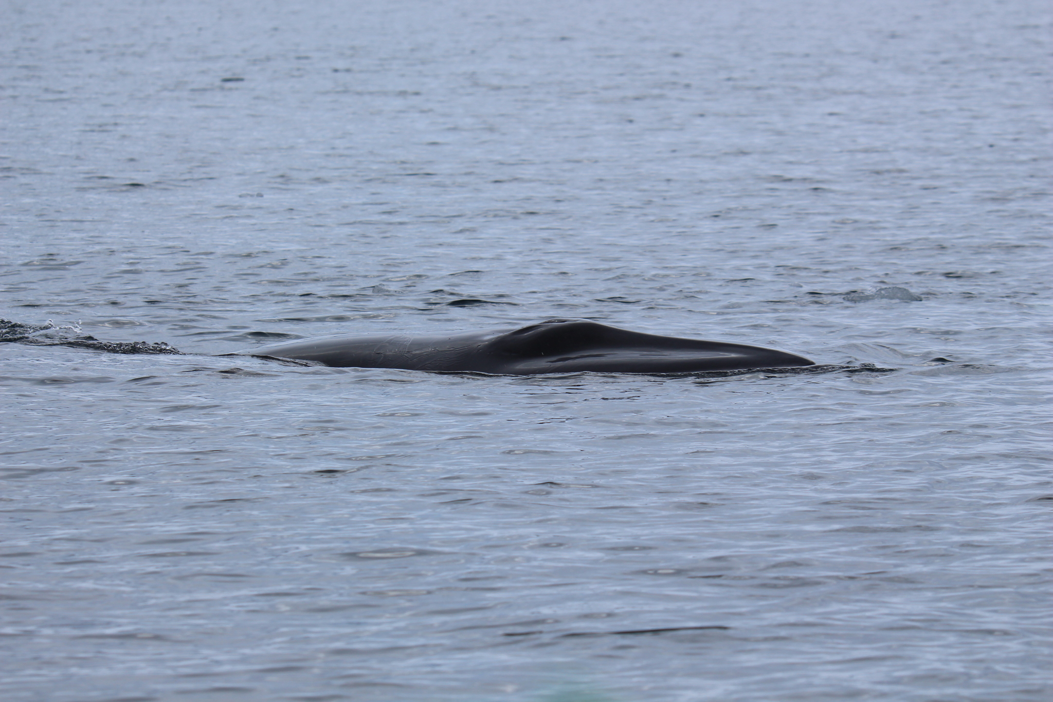Balaenoptera bonaerensis