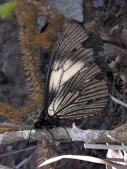 Altinote ozomene nox