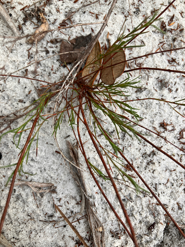 Florida jointweed (Polygonella basiramia)