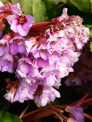 Bergenia