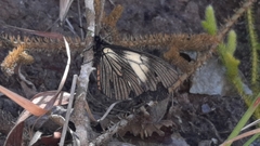 Altinote ozomene nox