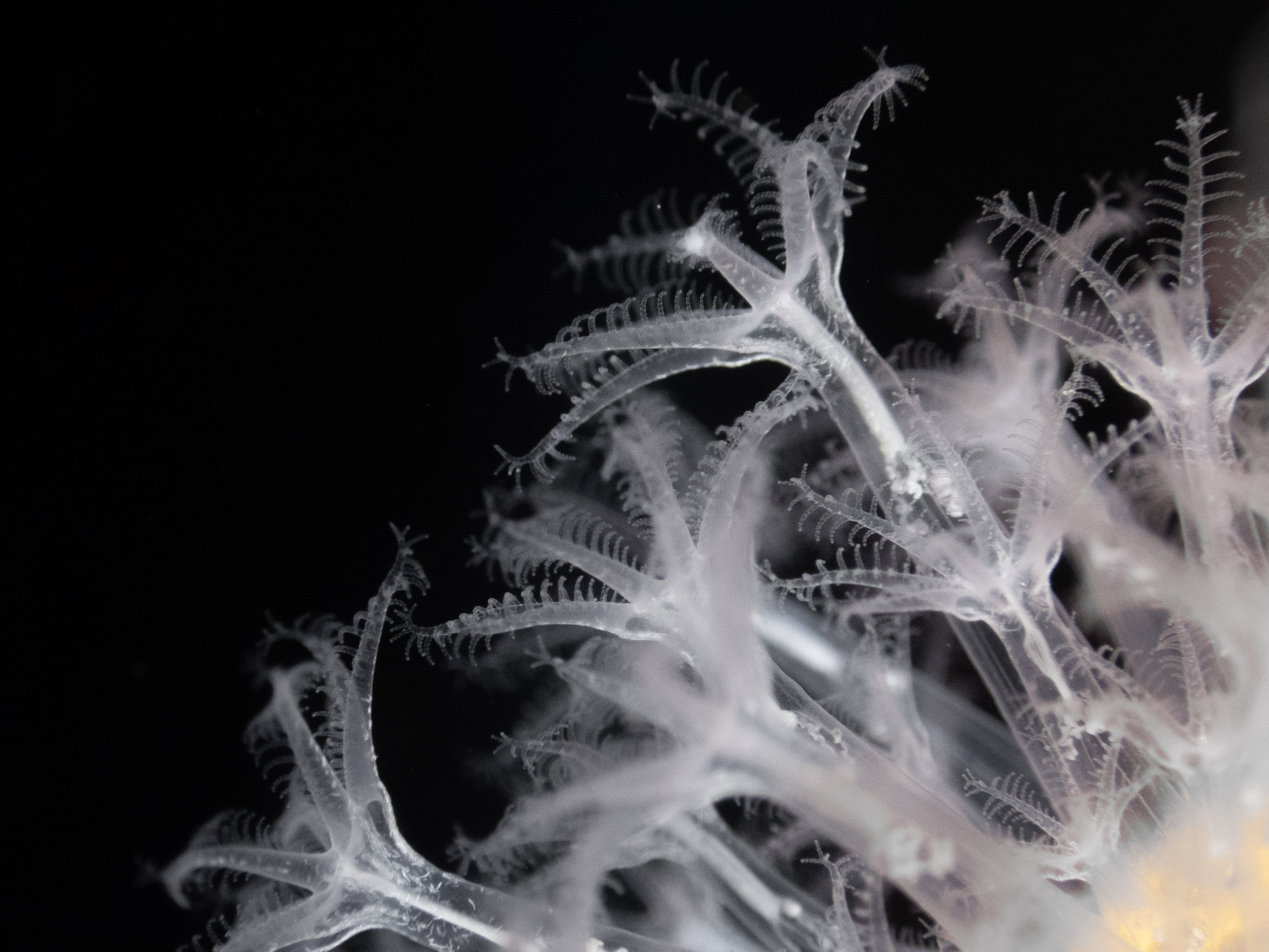 Alcyonium digitatum Linnaeus, 1758