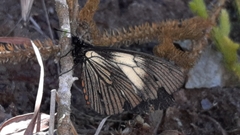 Altinote ozomene nox