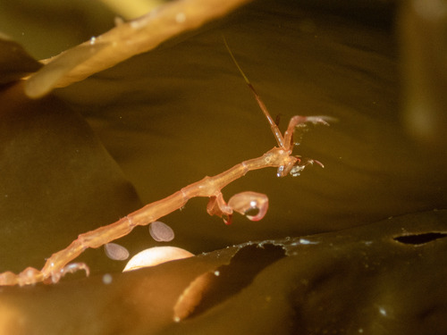 Caprella linearis observed 2026-02-28