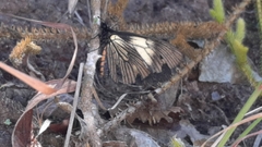 Altinote ozomene nox