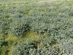 Acmispon argophyllus