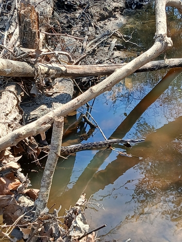 Western Ratsnake observed by backyard_nature