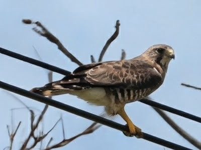 Broad-winged Hawk observed by drfred56