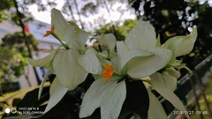 Mussaenda philippica