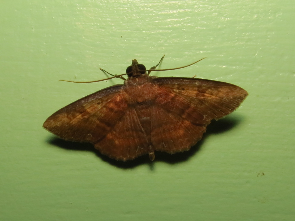 Antiblemma fulvipicta