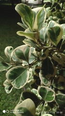 Ficus natalensis leprieurii