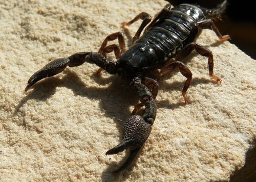 Pandinurus mazuchi