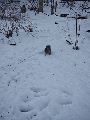 Eastern Gray Squirrel
