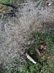 Mentzelia oligosperma