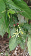 Clerodendrum laevifolium
