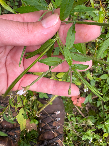 Purpleleaf Willowherb (Epilobium coloratum)