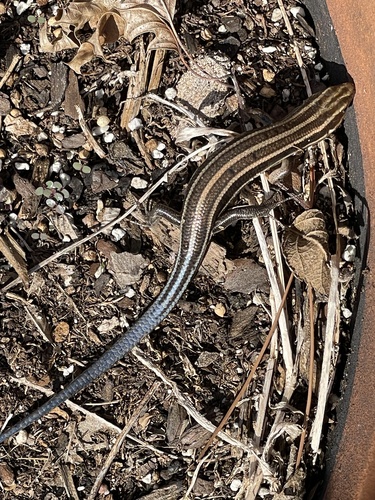 Common Five-lined Skink observed by pretendomologist