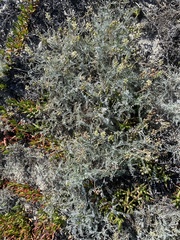 Astragalus miguelensis