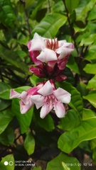 Strophanthus gratus