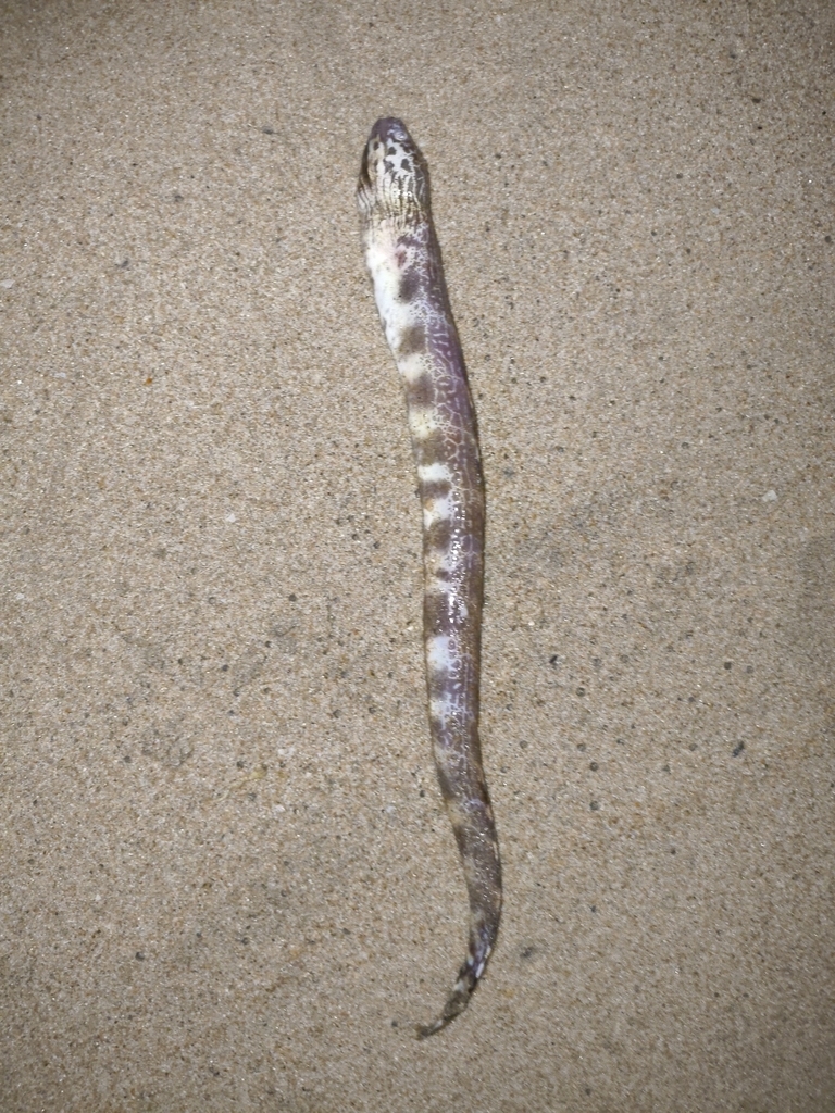 Dusky-banded moray (Gymnothorax reticularis) — Muraenidae